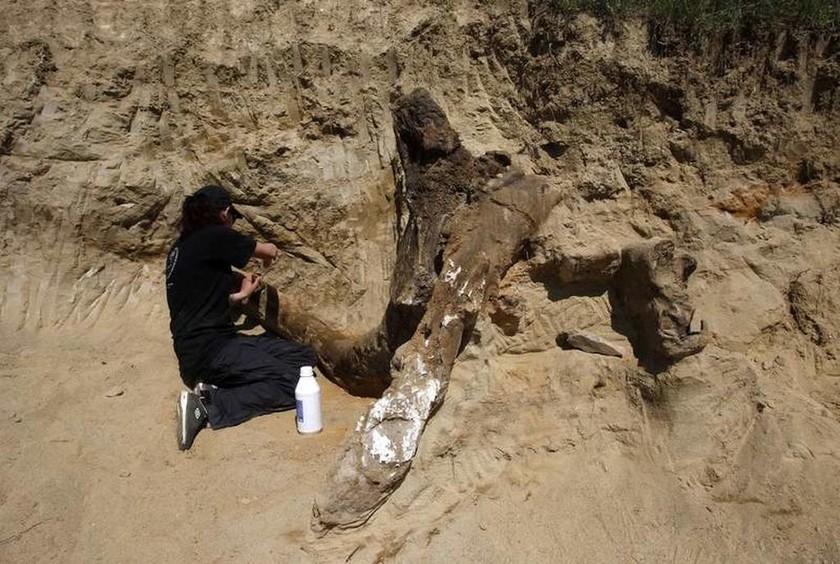 Βρέθηκε προϊστορικός ελέφαντας 8 εκατ. ετών!