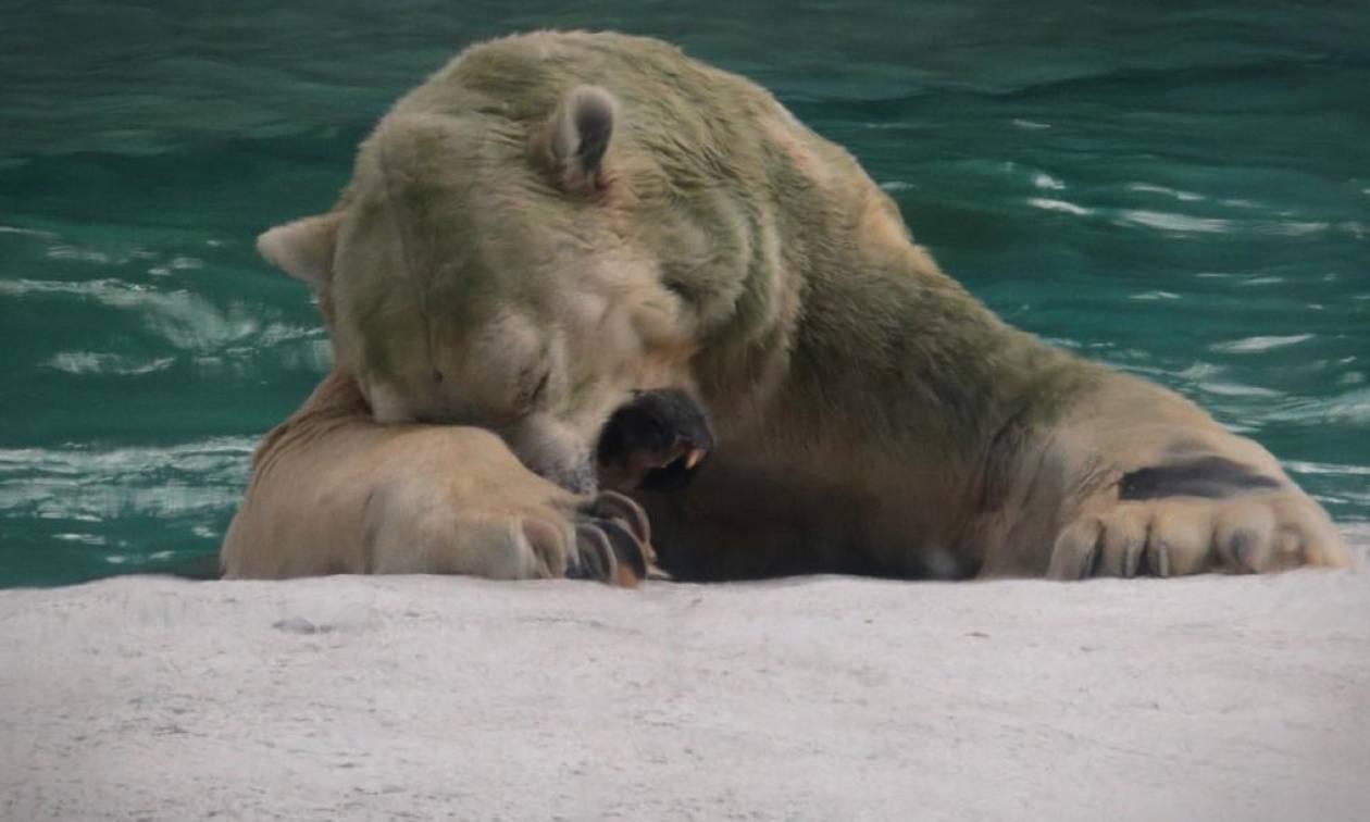 Πέθανε ο Ινούκα: Η πρώτη πολική αρκούδα που γεννήθηκε σε τροπική χώρα (vids)