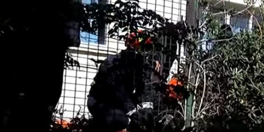 Ηράκλειο: Καρέ – καρέ ο απεγκλωβισμός μαθητή που καρφώθηκε σε κάγκελα (ΠΡΟΣΟΧΗ: ΣΚΛΗΡΟ ΒΙΝΤΕΟ)