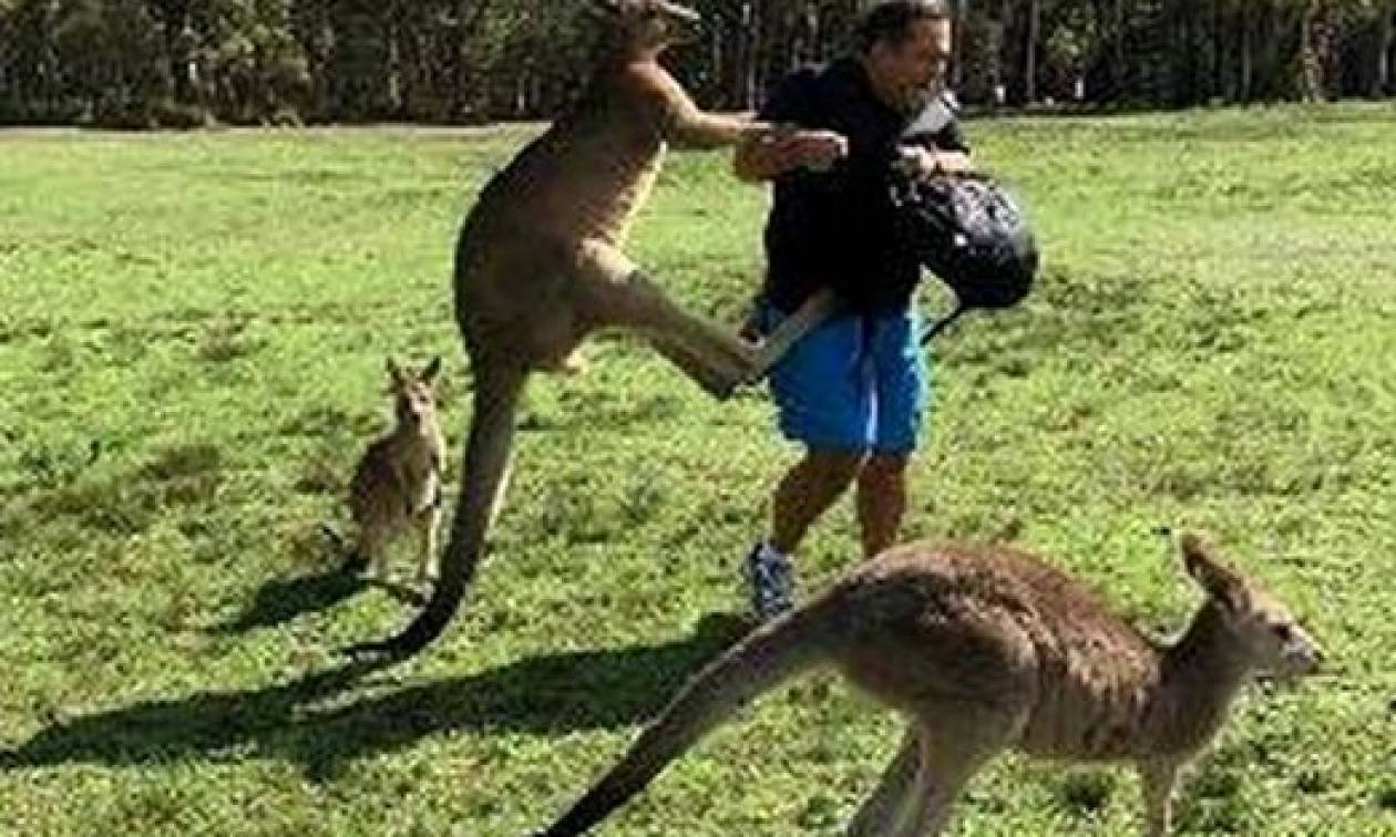 Αυστραλία: Αιματηρή επίθεση καγκουρό σε τουρίστες που το τάιζαν