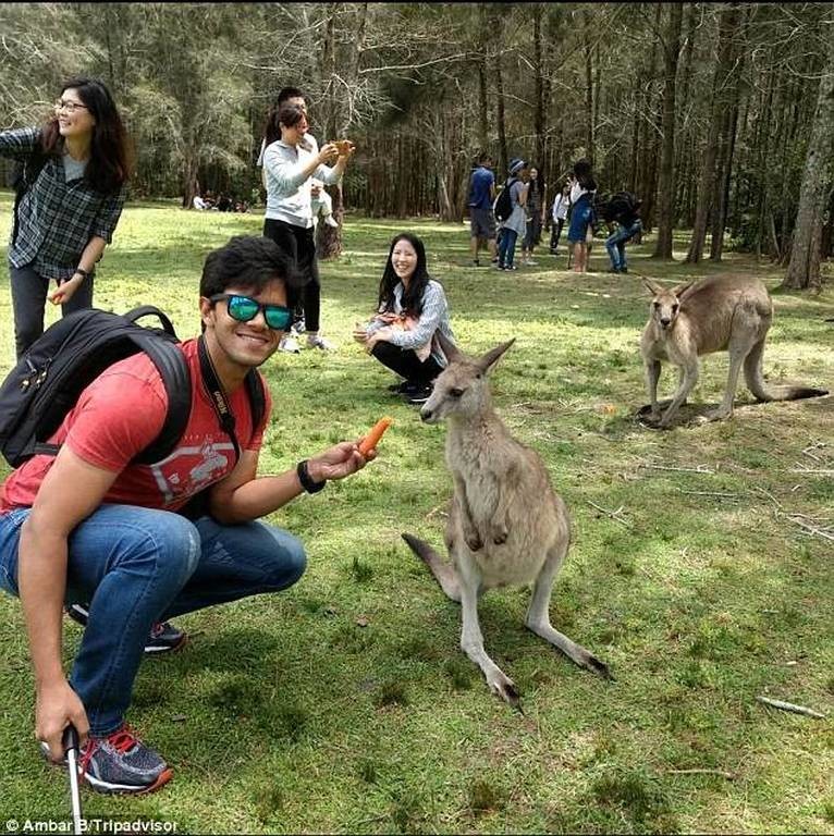 Αυστραλία: Αιματηρή επίθεση καγκουρό σε τουρίστες που το τάιζαν 