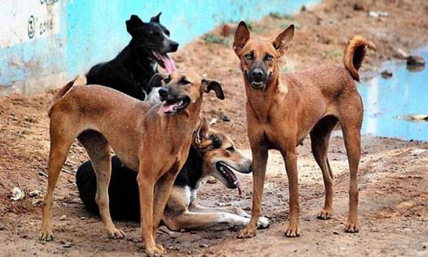 Χωρικοί σκότωσαν 13 αδέσποτα σκυλιά ως αντίποινα για το θάνατο παιδιών