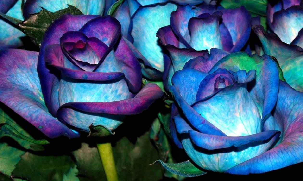 Η ανακάλυψη που θα «δώσει» στα τριαντάφυλλα ό,τι χρώμα θέλετε