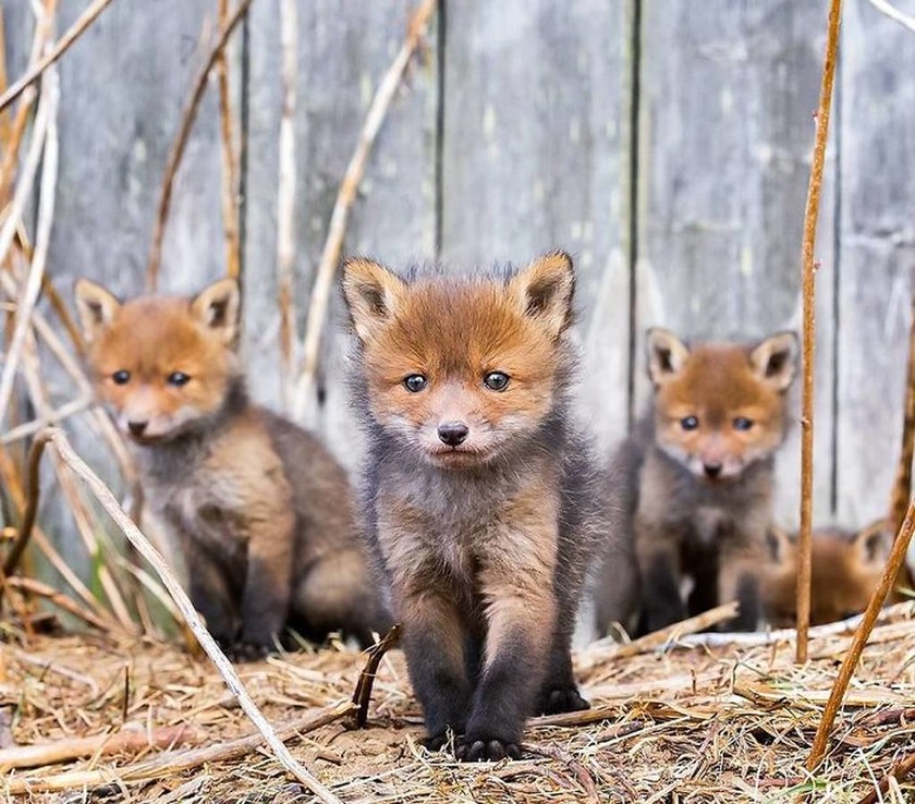 Αυτές οι αλεπούδες μοιάζουν να έχουν ξεπηδήσει από παραμύθι (pics)