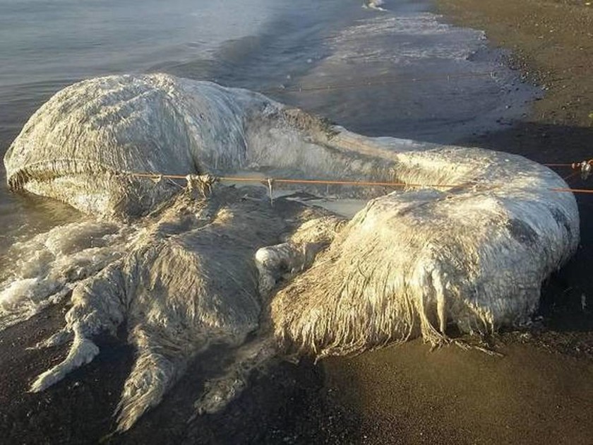 Απόκοσμο «μαλλιαρό» πλάσμα ξεβράστηκε σε παραλία των Φιλιππίνων (Εικόνες – σοκ) 
