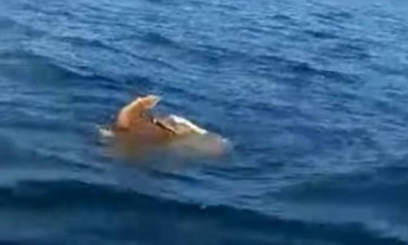 Σπάνιο θέαμα στην Αργολίδα: Θαλάσσιες χελώνες το κάνουν μέσα στη θάλασσα! (video)