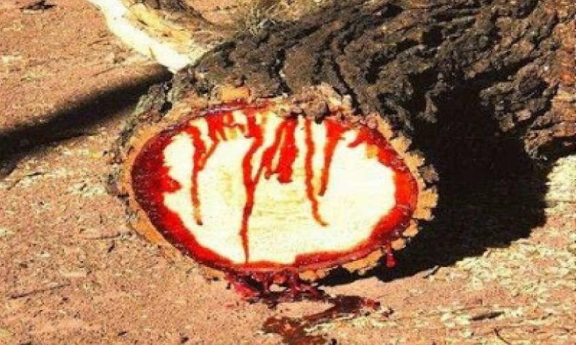 Τα δέντρα που αιμορραγούν στον τόπο του Μαρτυρίου του Αγίου Νικολάου του Νέου