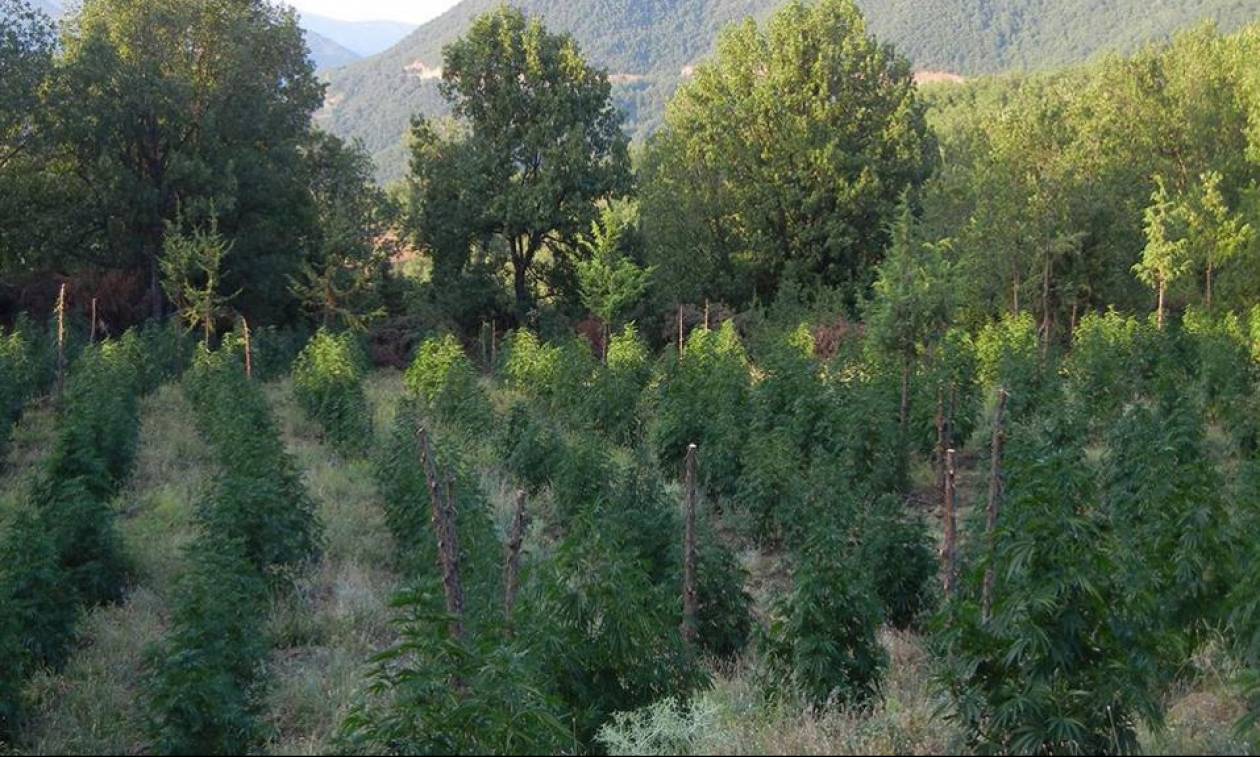 Ρέθυμνο: Εντοπίστηκε φυτεία με εκατοντάδες δενδρύλλια κάνναβης - Τέσσερις συλλήψεις