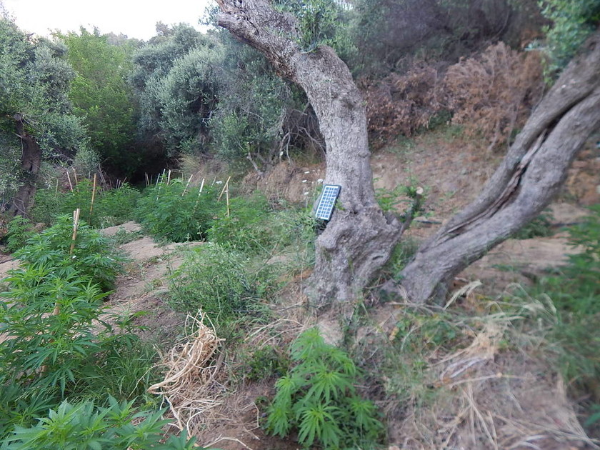 Ρέθυμνο: Εντοπίστηκε φυτεία με εκατοντάδες δενδρύλλια κάνναβης - Τέσσερις συλλήψεις