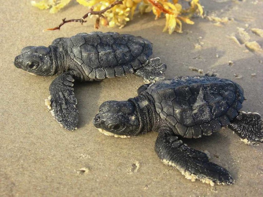 Μαγικό θέαμα: Δεκάδες σπάνιες χελώνες απελευθερώθηκαν στον Κόλπο του Μεξικού (Pics+Vid)
