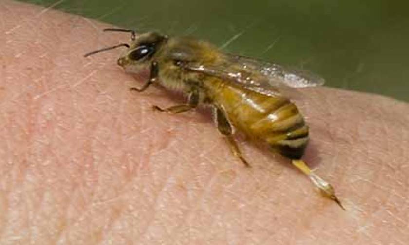 Τρίκαλα: Ανατροπή μυστήριο στο θάνατο του 34χρονου «από μέλισσα» – Δεν βρέθηκαν σημάδια από τσίμπημα