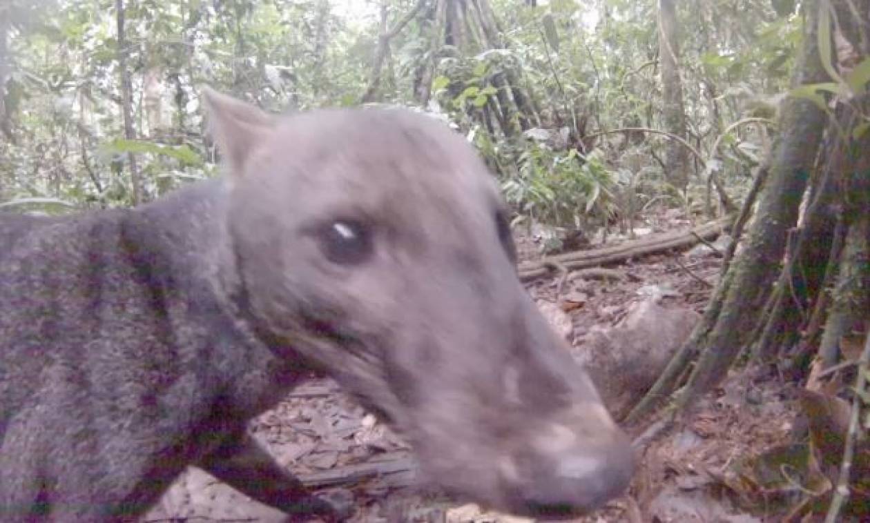 Σκύλος της ζούγκλας: Είναι αυτό το πιο σπάνιο ζώο του κόσμου; (pics+vid)