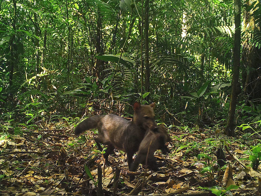 Σκύλος της ζούγκλας: Είναι αυτό το πιο σπάνιο ζώο του κόσμου; (pics+vid)