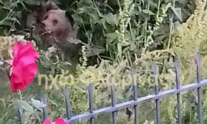 Αρκούδα με τα δύο μικρά της βρήκε καταφύγιο σε αυλή σπιτιού (vid)