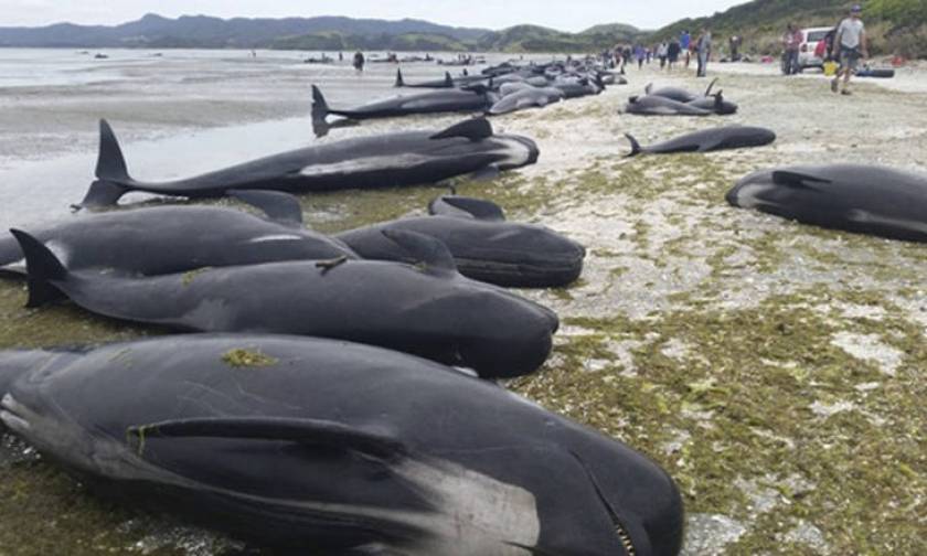 Ιαπωνία: Κυνηγοί σφαγίασαν 333 φάλαινες για «ερευνητικούς σκοπούς» και οι 120 ήταν έγκυες