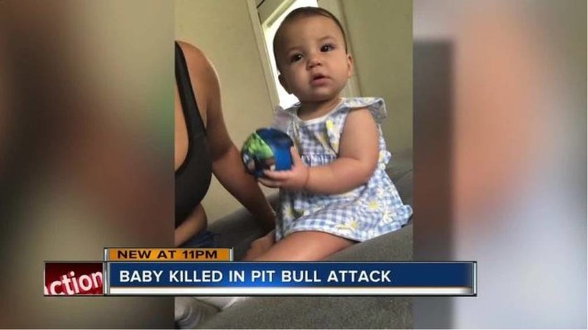 Σοκ στη Φλόριντα: Κοριτσάκι 8 μηνών σκοτώθηκε από το πίτμπουλ της οικογένειας 