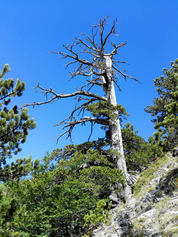 Πόσο χρονών είναι το το γηραιότερο δέντρο στην Ευρώπη 