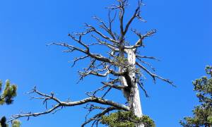 Πόσο χρονών είναι το γηραιότερο δέντρο στην Ευρώπη - Ξεπέρασε τον... Άδωνι!