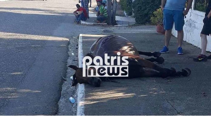 Τροχαίο - σοκ στον Πύργο: Άλογο τράκαρε με αυτοκίνητο - Τραυματίστηκε έγκυος (pics)