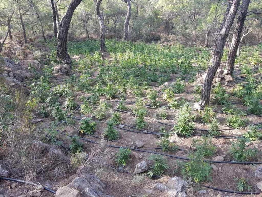 Ιεράπετρα: Εντοπίστηκε «ορφανή» φυτεία κάνναβης με περισσότερα από 1.700 δενδρύλλια (pics)