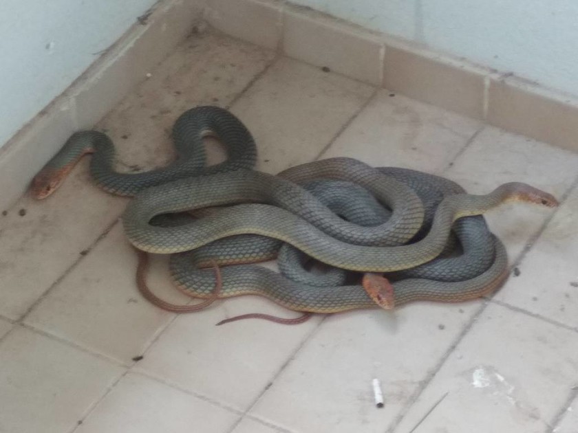 Τρόμος στα Ιωάννινα: Φοιτητές βρήκαν φίδια στο μπαλκόνι τους