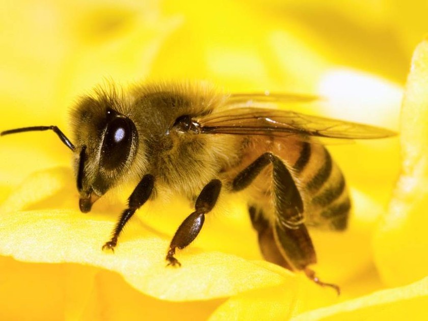 Απίστευτο: Αυτός είναι ο αριθμός που «καταλαβαίνουν» οι μέλισσες
