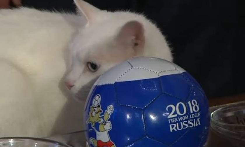 Παγκόσμιο Κύπελλο 2018: Ο Αχιλλέας ο γάτος προέβλεψε το νικητή μεταξύ Ρωσίας - Σαουδικής Αραβίας
