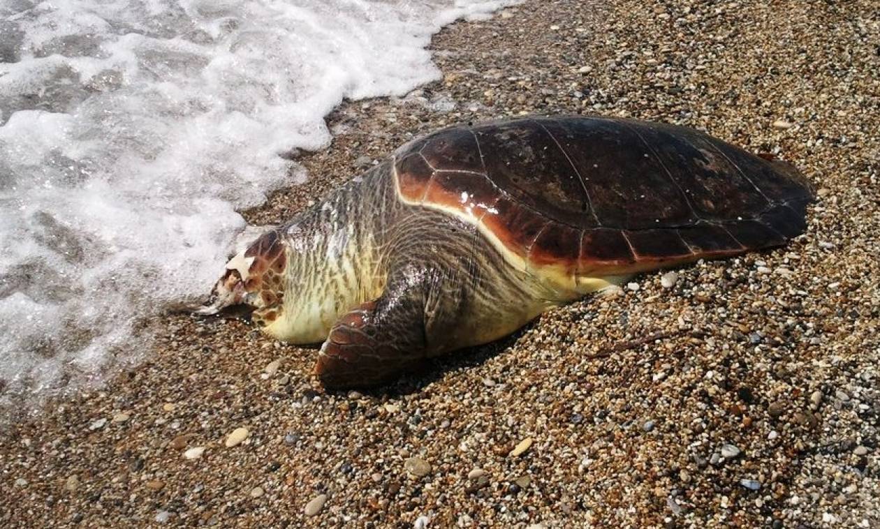 Εντοπίστηκε στο Πόρτο Xέλι νεκρή χελώνα καρέτα καρέτα
