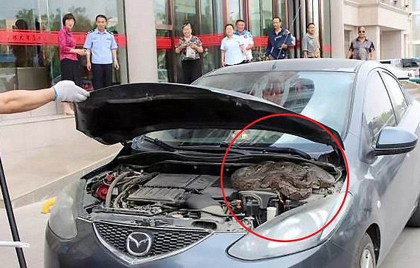 Κίνα: Τετράμετρος πύθωνας βρέθηκε σε μηχανή αυτοκινήτου
