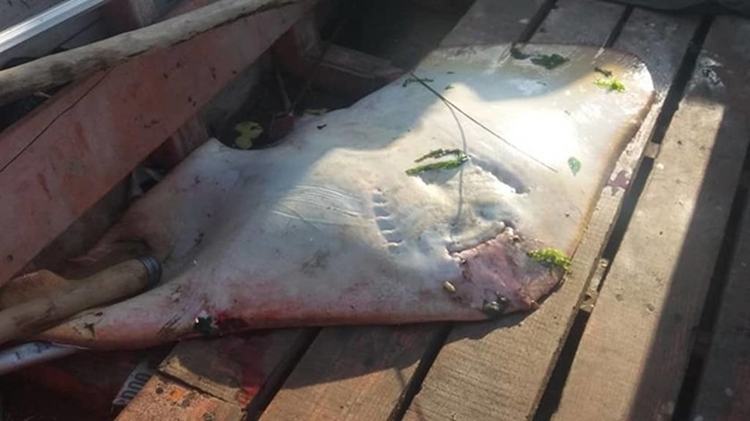 Σαλάχι 35 κιλών στα δίχτυα ψαρά στο Δέλτα του Έβρου (pic)