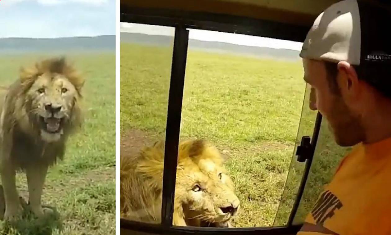 Ο πιο ηλίθιος τουρίστας: Άπλωσε το χέρι του για να χαϊδέψει λιοντάρι και δείτε τι συνέβη!