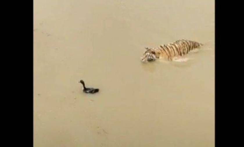 Πανέξυπνη πάπια κάνει βουτιά, η τίγρη που την κυνηγάει μένει... χαζή (vid)