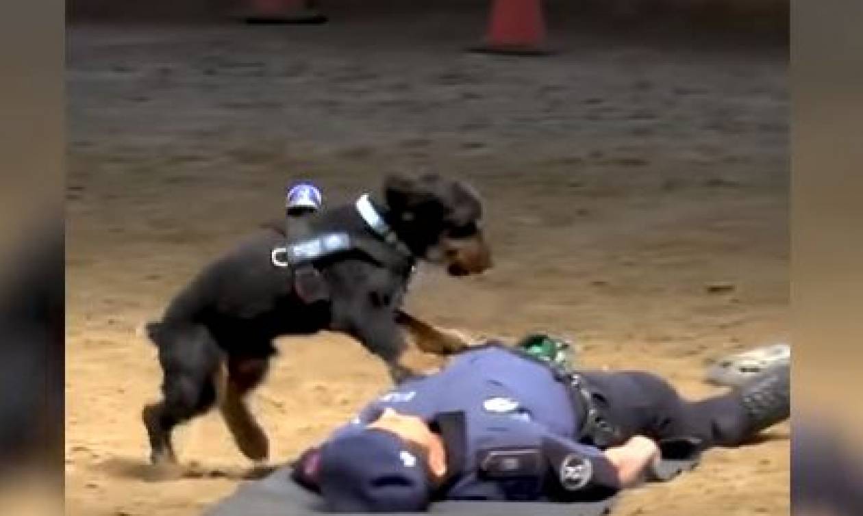 Βίντεο: Σκύλος της Αστυνομίας κάνει τεχνητή αναπνοή!