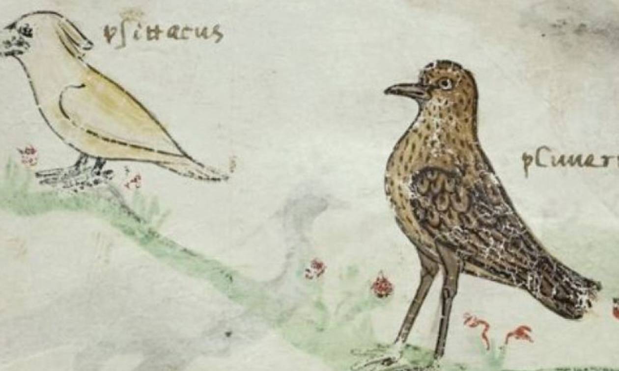 Τι μπορεί να αποκάλυψε ένας… παπαγάλος σε χειρόγραφο του 13ου αιώνα;