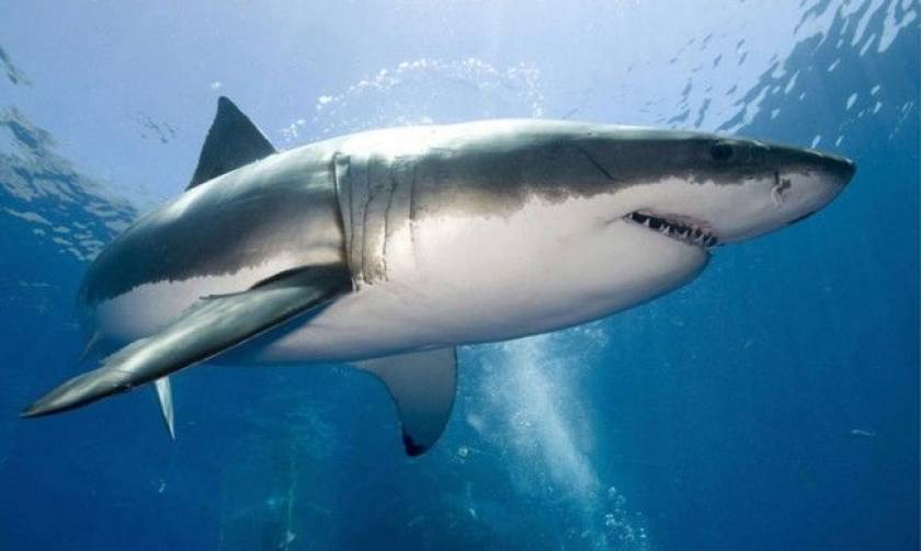Shark sighted off Majorca: First great white