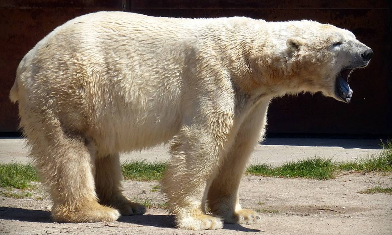 Τραγωδία: Πολική αρκούδα κατασπάραξε άνδρα που προσπάθησε να σώσει τις κόρες του