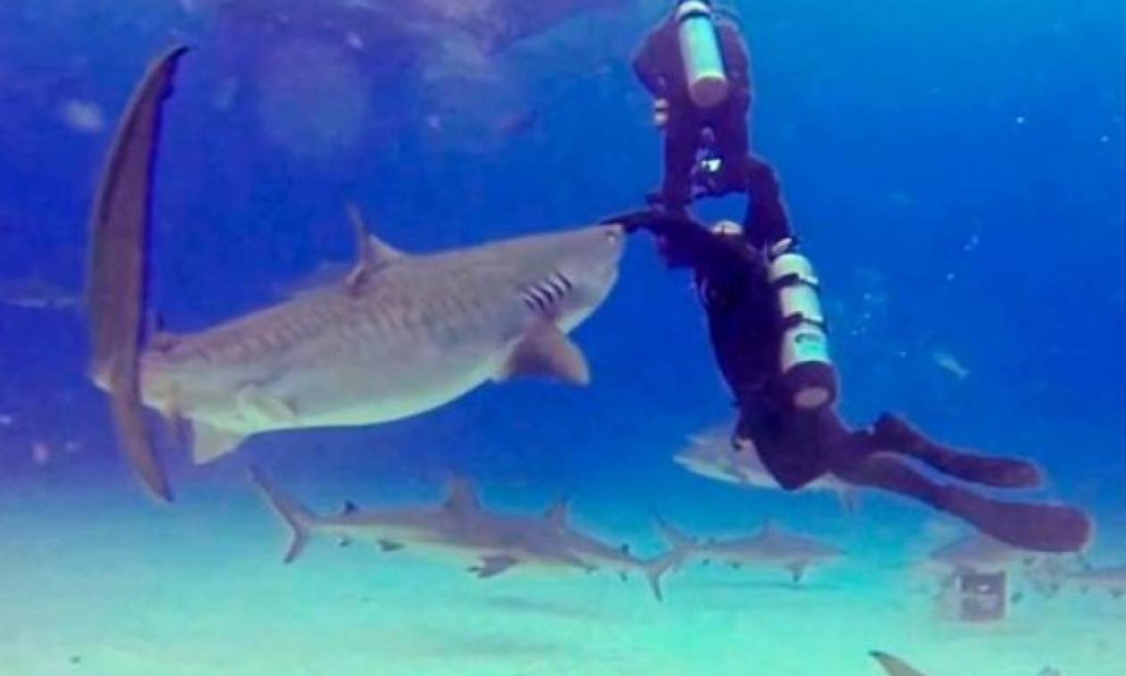 Καρχαρίας ετοιμάζεται να κατασπαράξει αγοράκι και τότε συμβαίνει κάτι ΕΚΠΛΗΚΤΙΚΟ! (video)