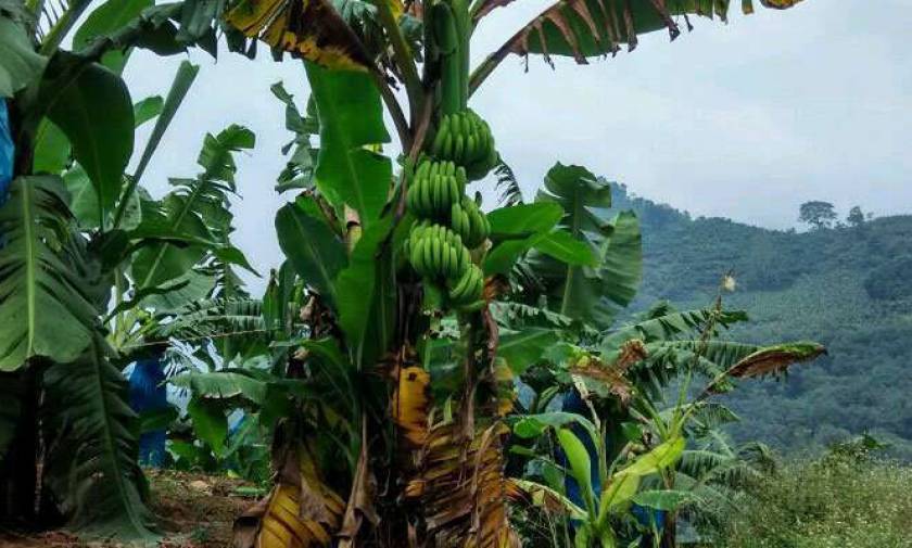 Οι μπανάνες απειλούνται με εξαφάνιση