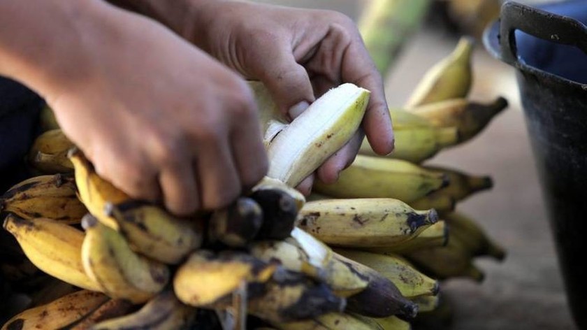 Οι μπανάνες απειλούνται με εξαφάνιση 