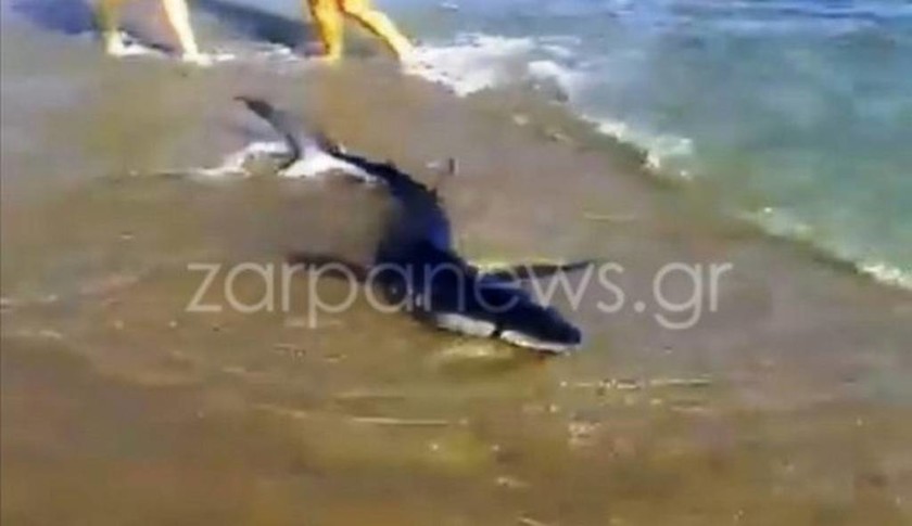Τρόμος στα Χανιά: Καρχαρίας βγήκε σε παραλία (βίντεο - ντοκουμέντο)