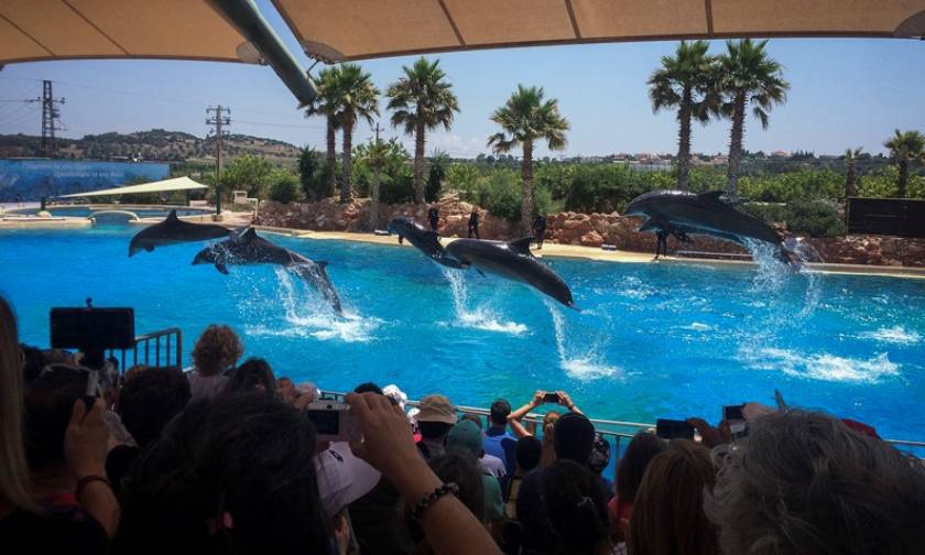 Συγκλονιστικές στιγμές με τα… παιχνίδια των δελφινιών: Όταν η φύση κάνει θαύματα
