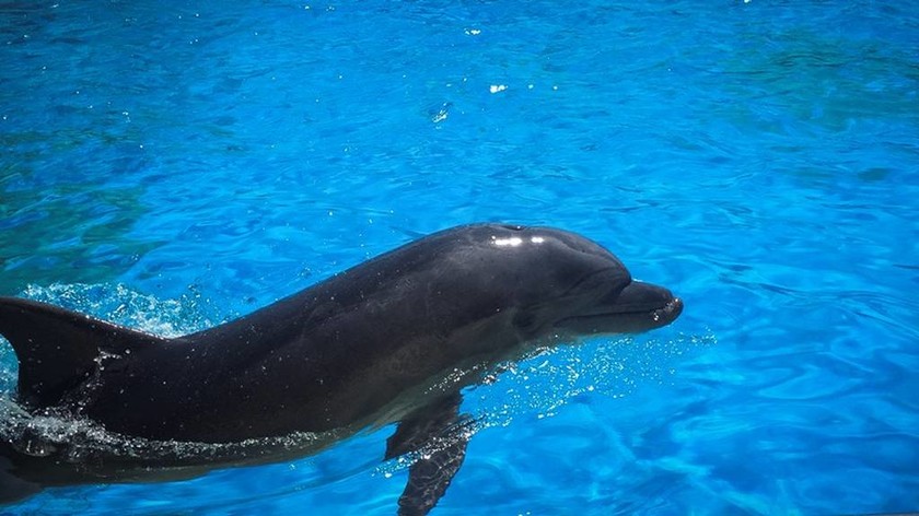Συγκλονιστικές στιγμές με τα… παιχνίδια των δελφινιών: Όταν η φύση κάνει θαύματα
