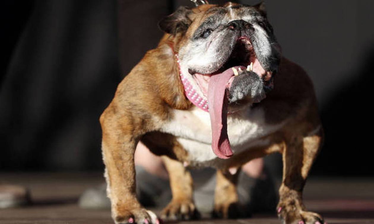 Πέθανε το ασχημότερο σκυλί στον κόσμο (Pics+Vid)