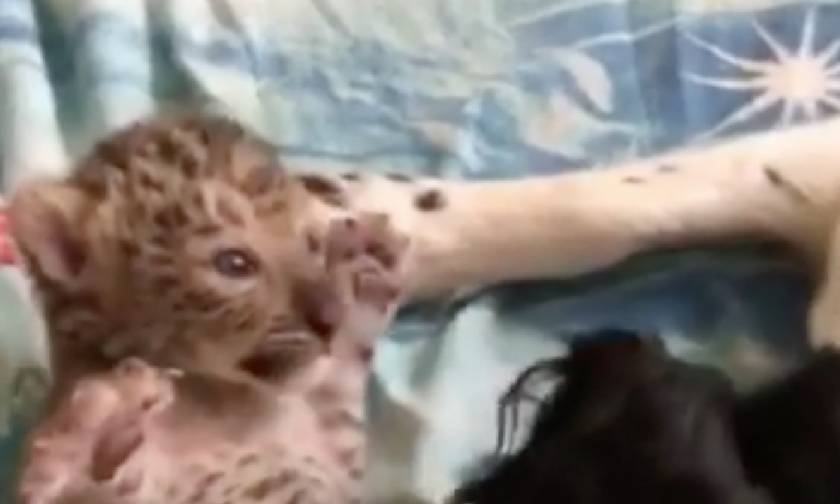 Ρωσία: Σκυλίτσα «υιοθέτησε» νεογέννητη λεοπάρδαλη (video)