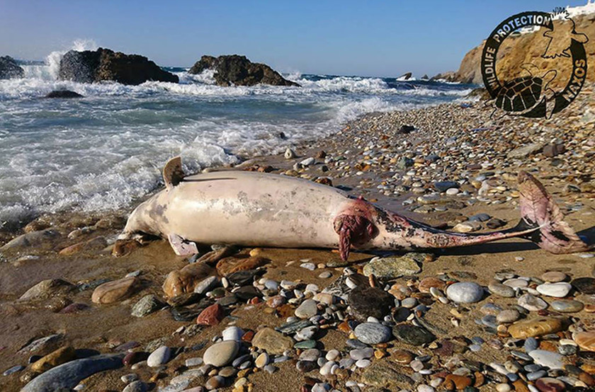 Θλιβερές εικόνες: Νεκρό δελφίνι ξεβράστηκε στη Νάξο (pics)