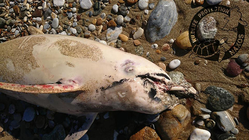 Θλιβερές εικόνες: Νεκρό δελφίνι ξεβράστηκε στη Νάξο (pics)