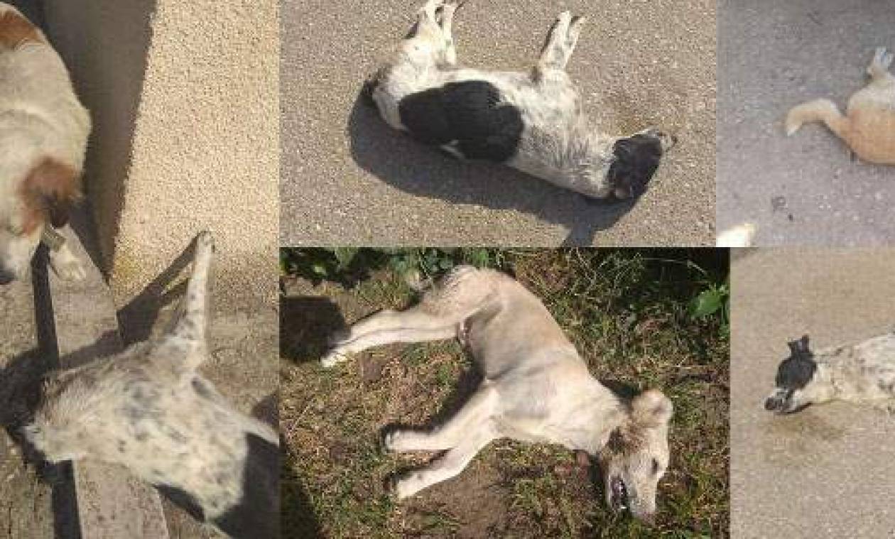 Σοκ και αποτροπιασμός: Εξόντωσαν με φόλες 5 σκύλους και μια γάτα στην Ηλεία