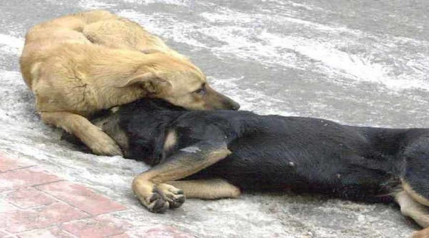 Σοκ και αποτροπιασμός: Εξόντωσαν με φόλες 5 σκύλους και μια γάτα στην Ηλεία 