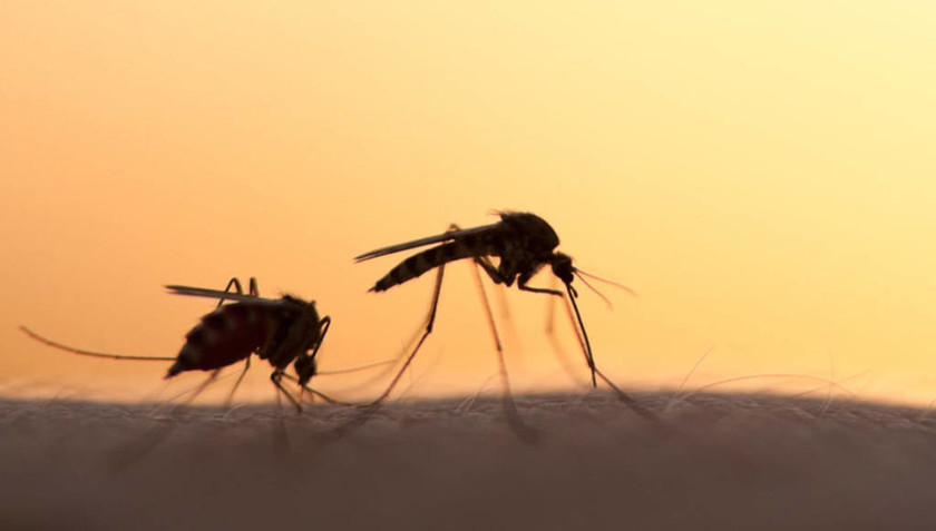 Δες τι πρέπει να τρως για να μην σε τσιμπάνε τα κουνούπια 