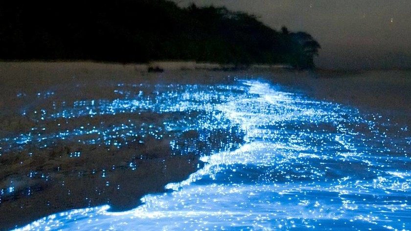 Παραλία στις Μαλδίβες… φωσφορίζει τη νύχτα (vid)
